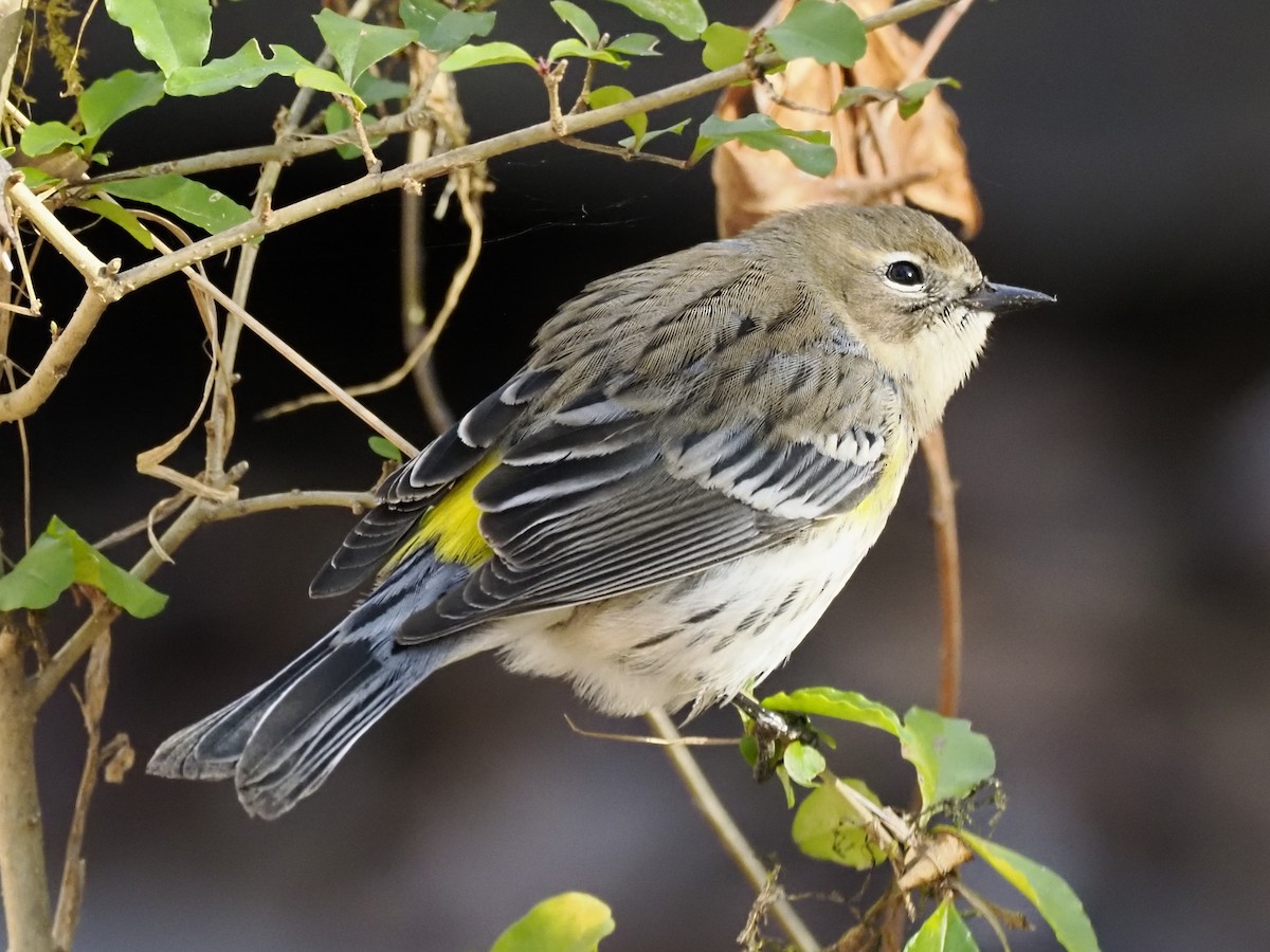 Yellow-rumped Warbler - ML646927335