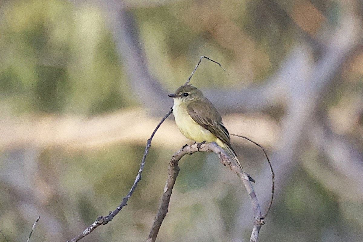 Lemon-bellied Flyrobin - ML646927336