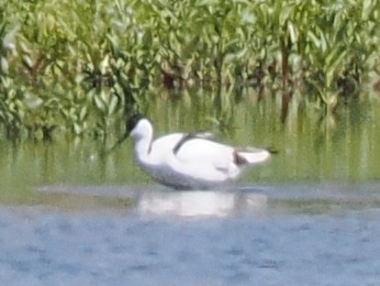 Pied Avocet - ML646927343