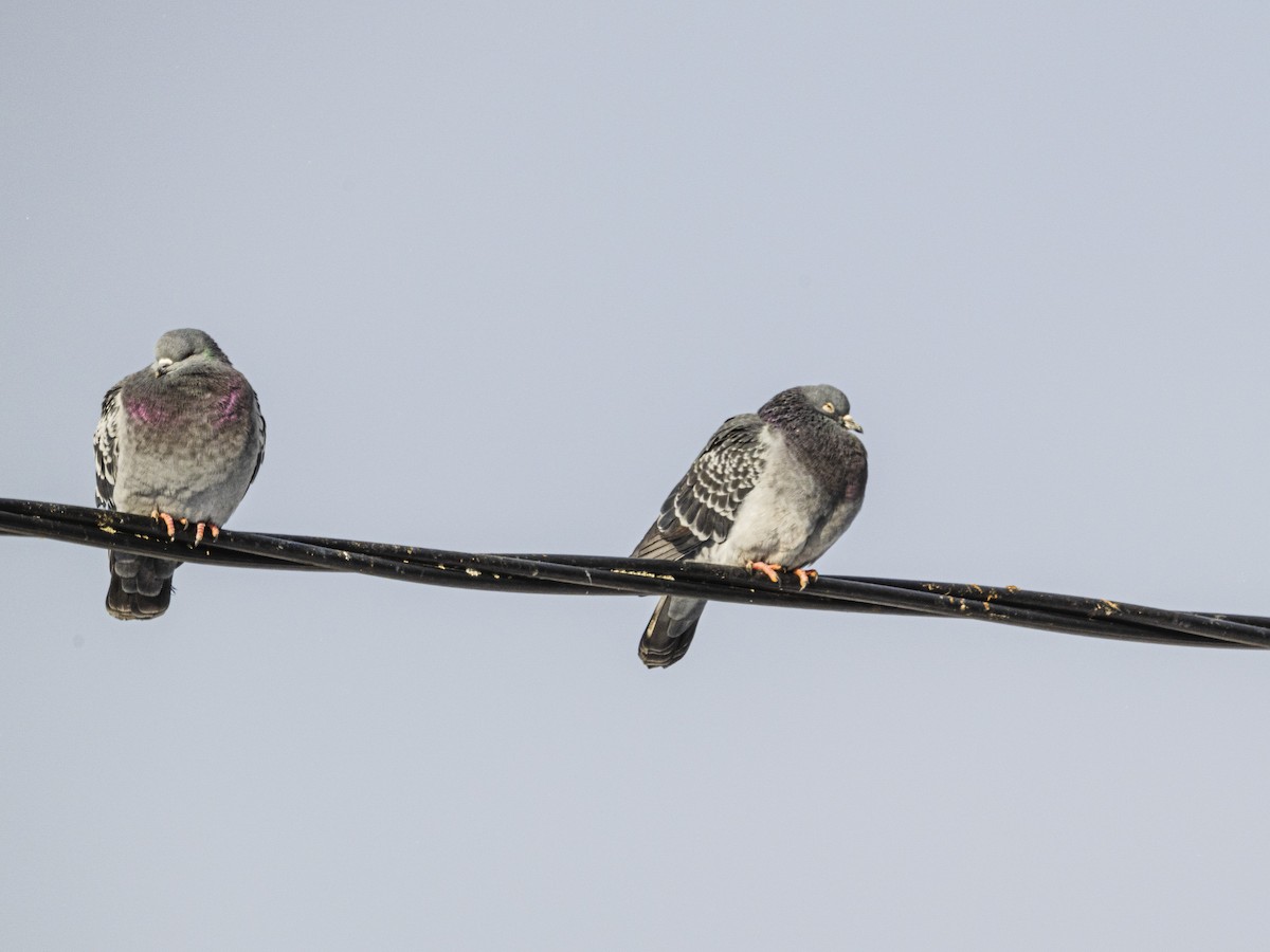 Haitz-usoa (etxekoa) - ML646927350