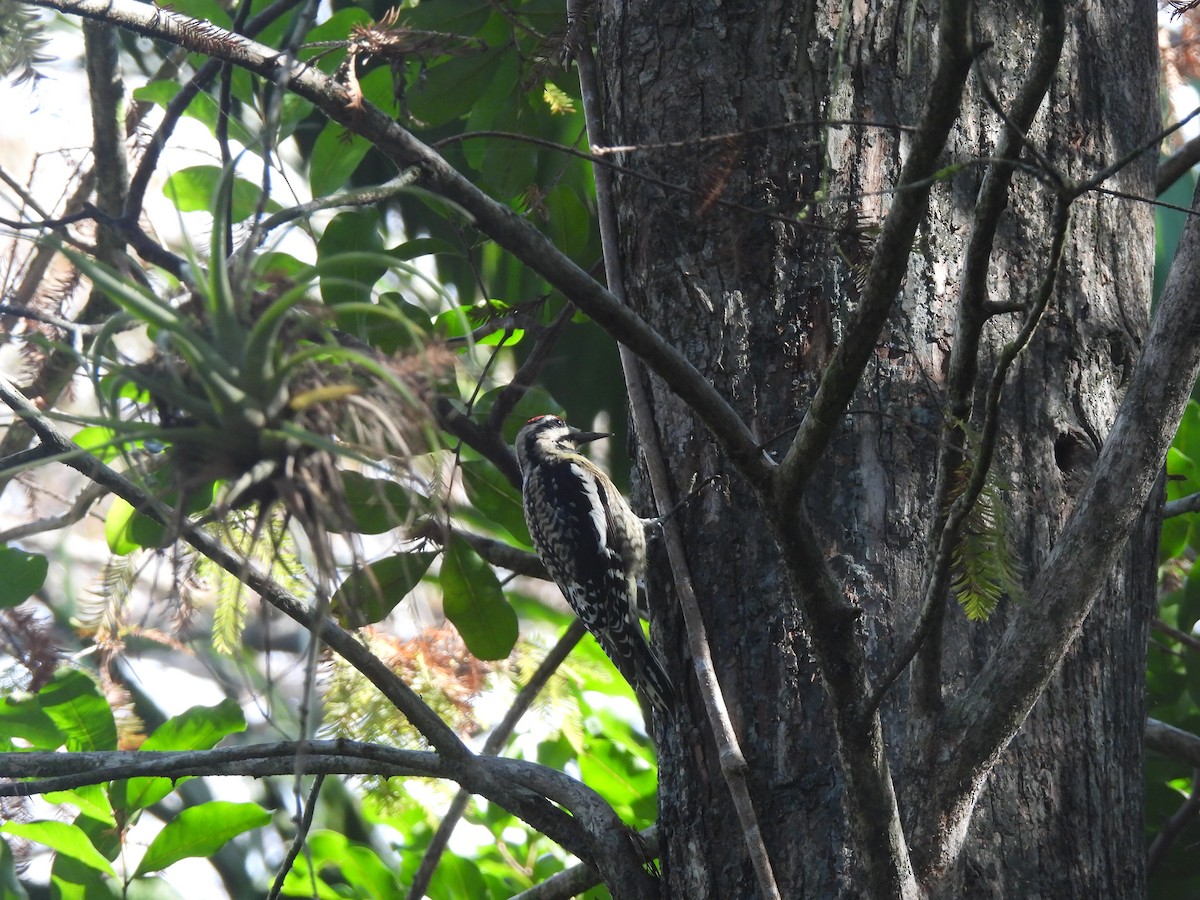 Yellow-bellied Sapsucker - ML646927351