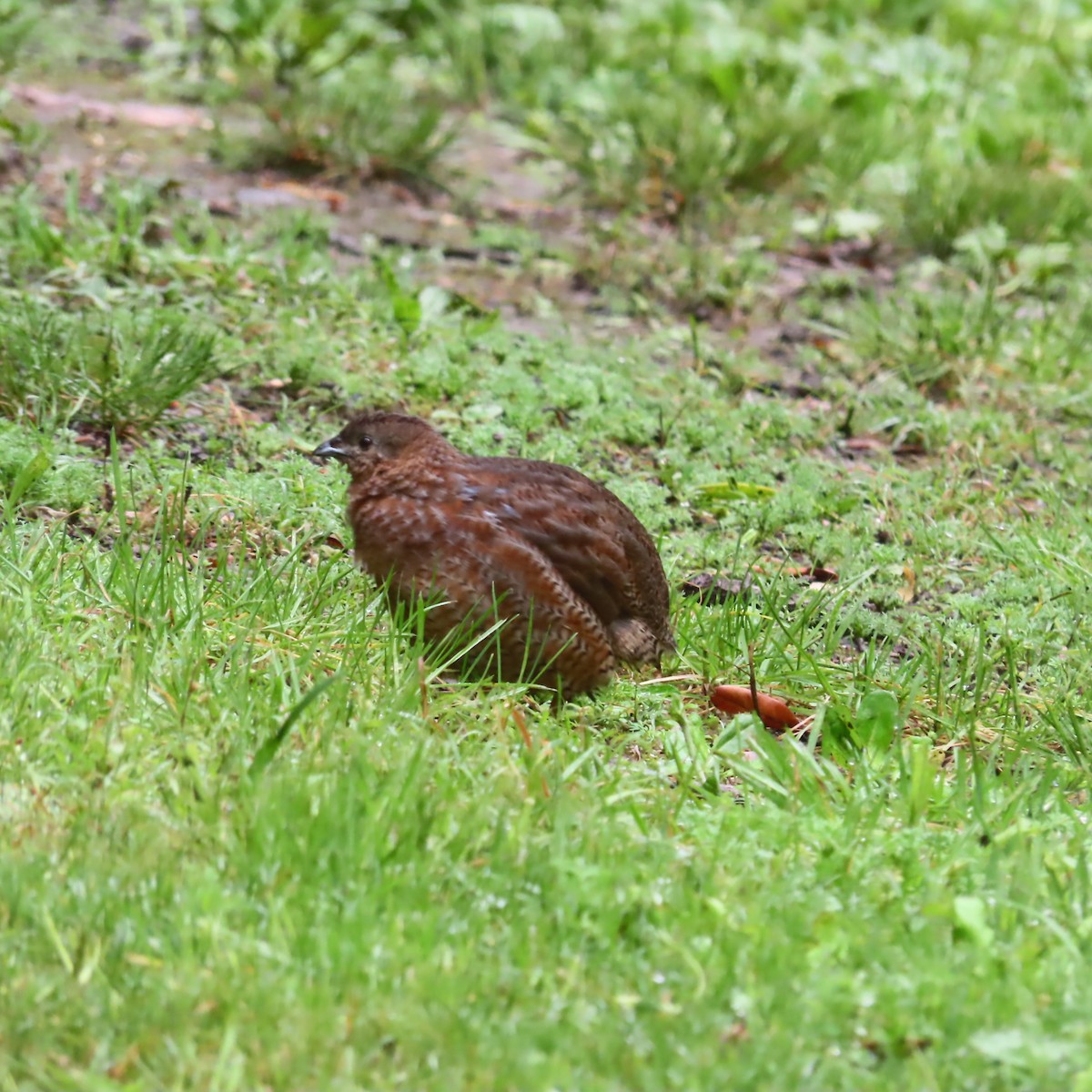 Brown Quail - ML646927353