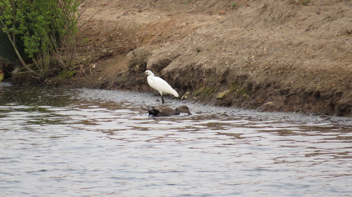 Garceta Común - ML646927357