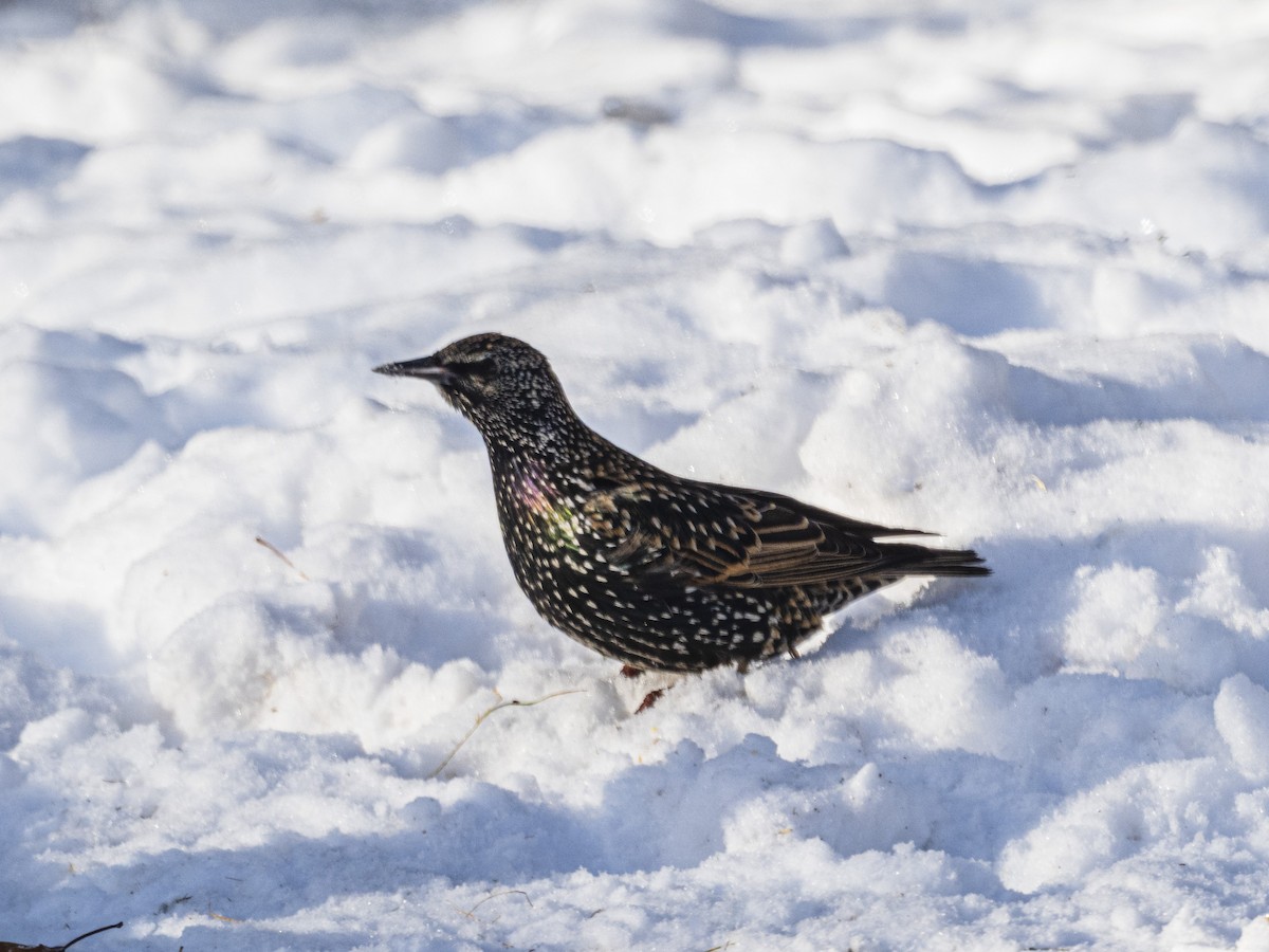 Arabazozo pikarta - ML646927367