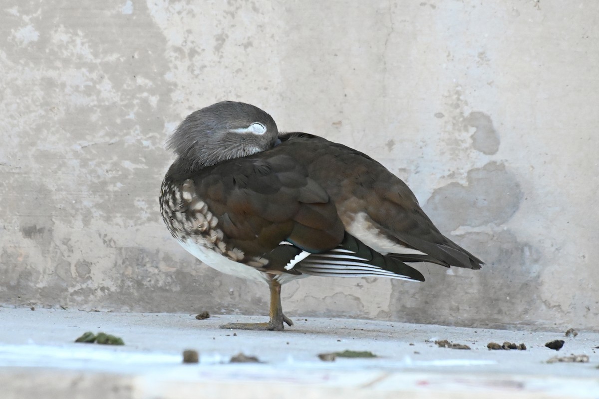 מנדרין סיני - ML646927368