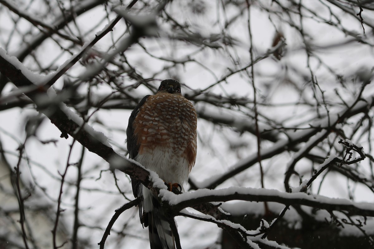 Sharp-shinned Hawk - ML646927373
