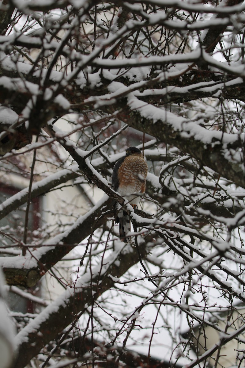 Sharp-shinned Hawk - ML646927375