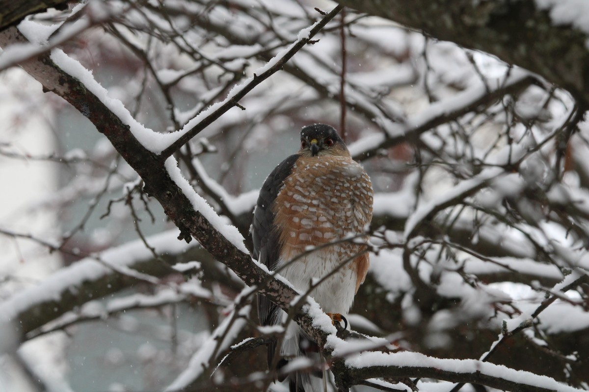 Sharp-shinned Hawk - ML646927376