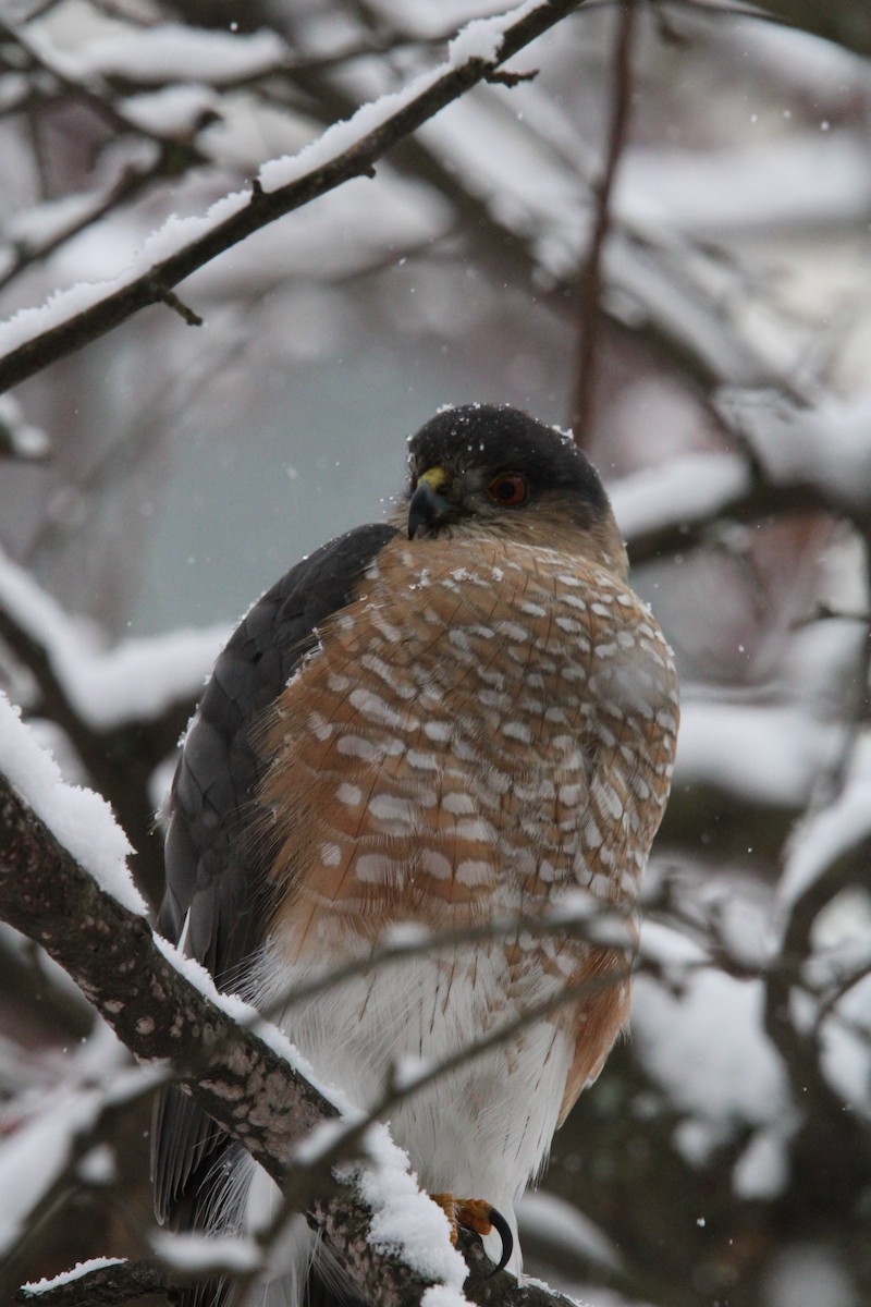 Sharp-shinned Hawk - ML646927377