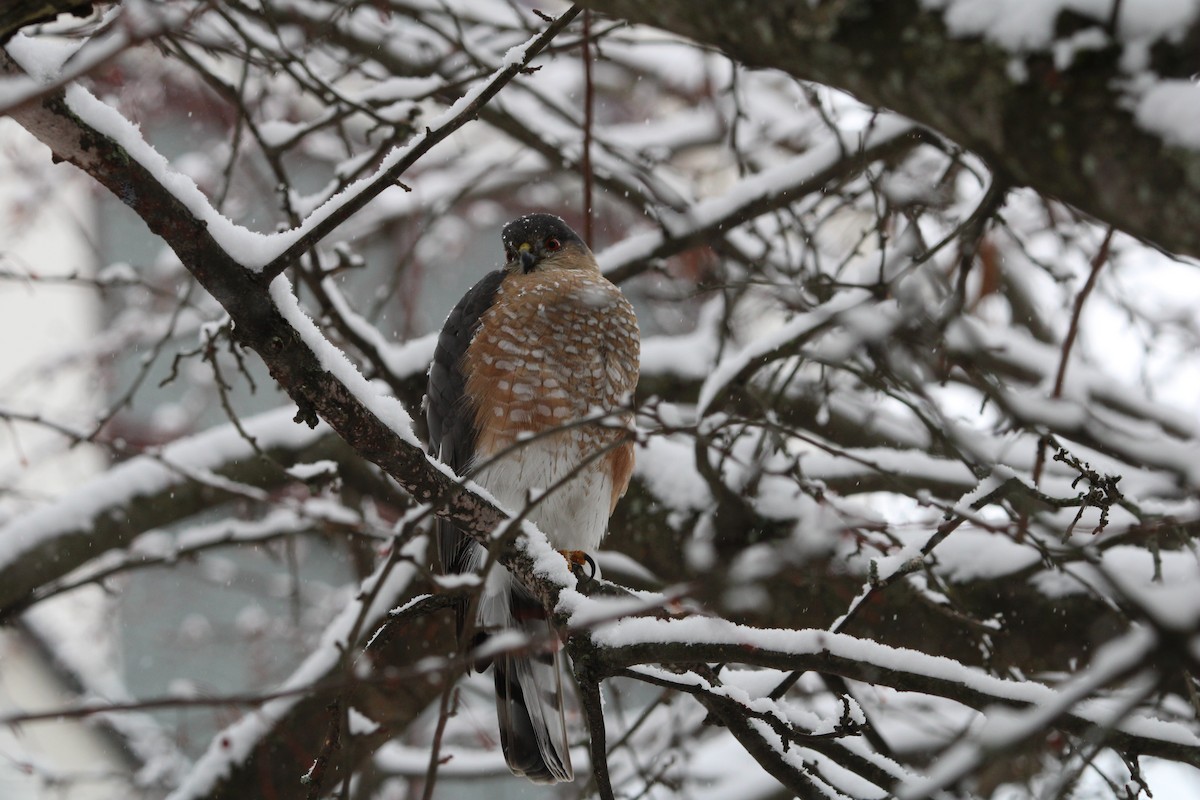 Sharp-shinned Hawk - ML646927378