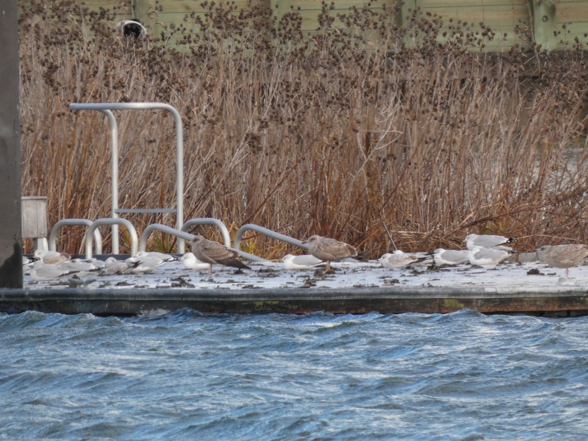 Gaviota Argéntea Americana - ML646927379