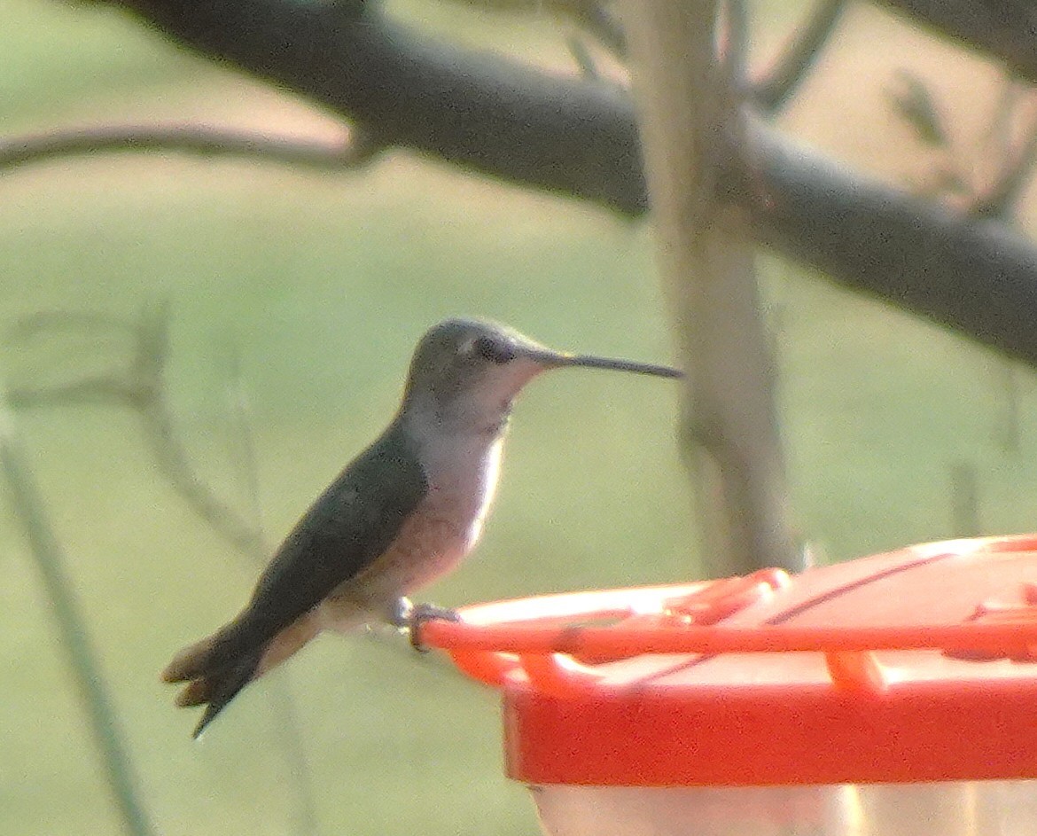 Broad-tailed Hummingbird - ML646927382