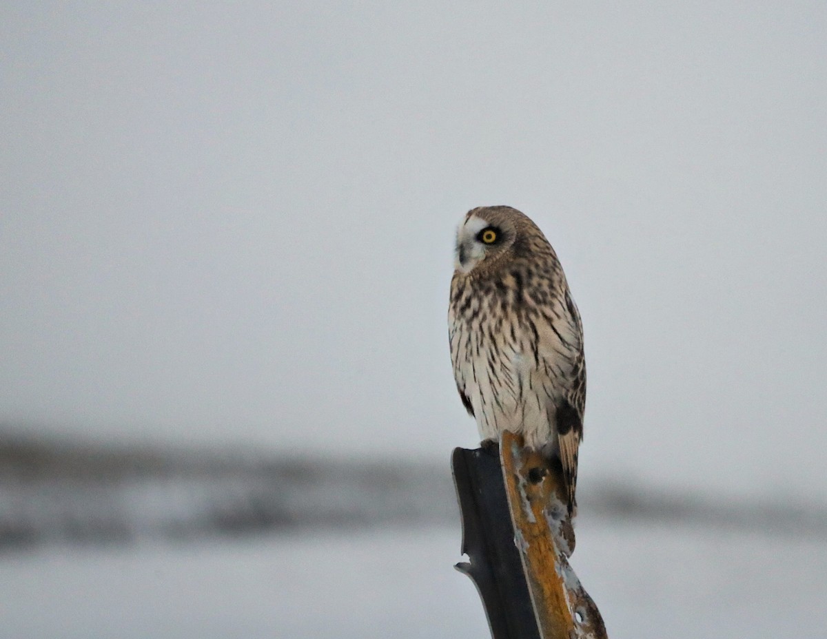 Short-eared Owl (Northern) - ML646927385