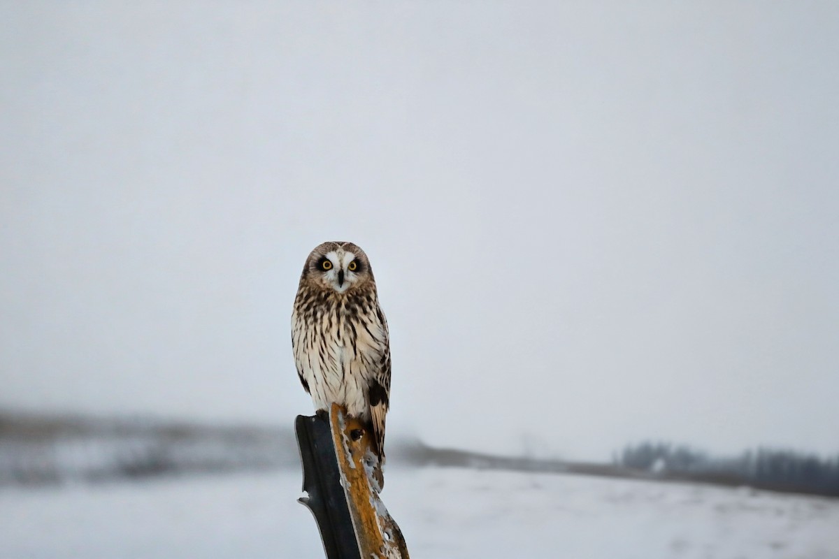 Short-eared Owl (Northern) - ML646927386