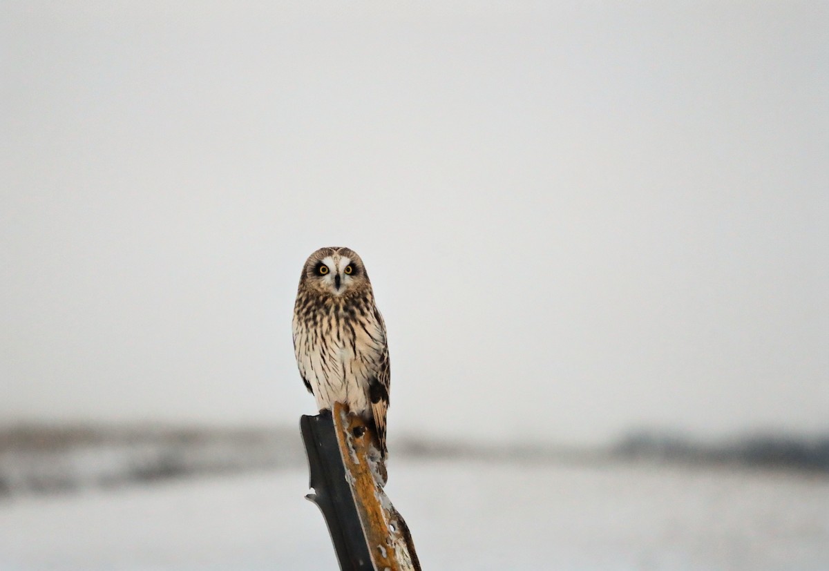 Short-eared Owl (Northern) - ML646927387