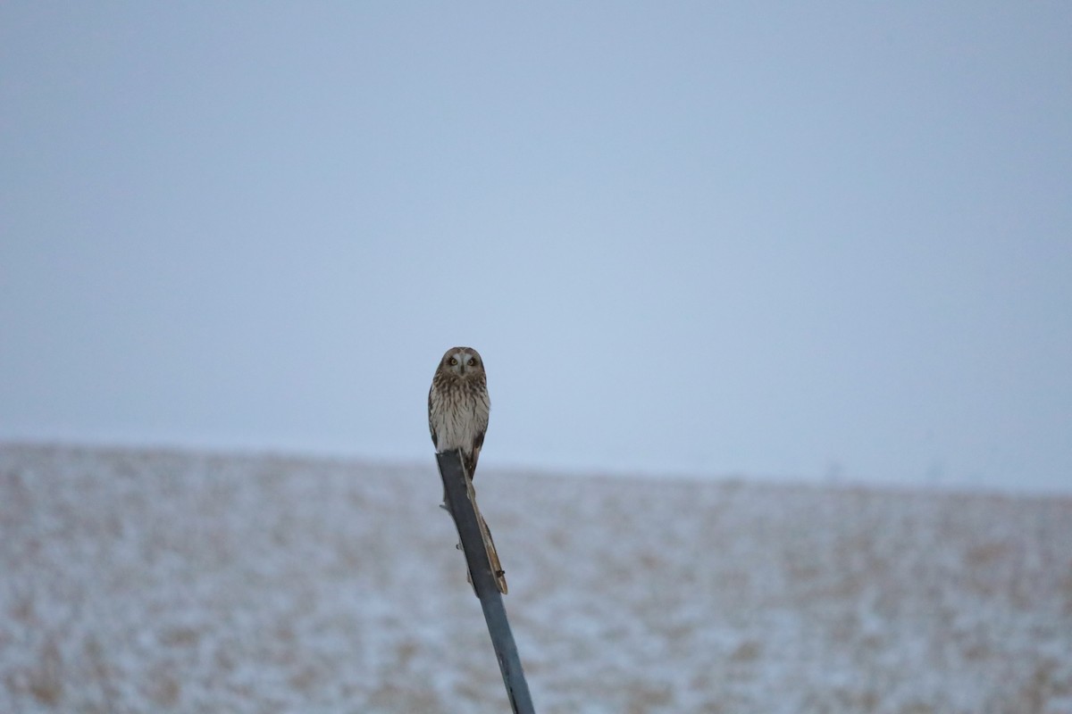 Short-eared Owl (Northern) - ML646927388