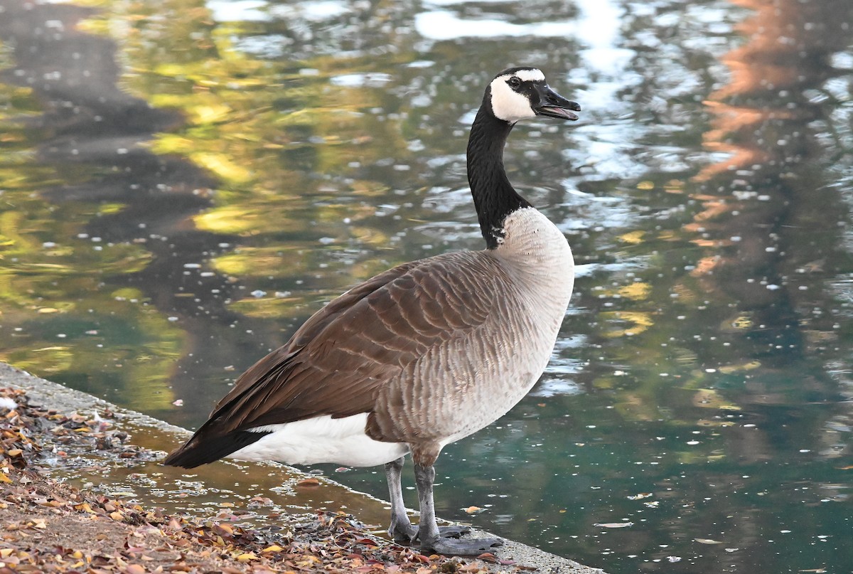 Казарка канадська (підвид moffitti/maxima) - ML646927403