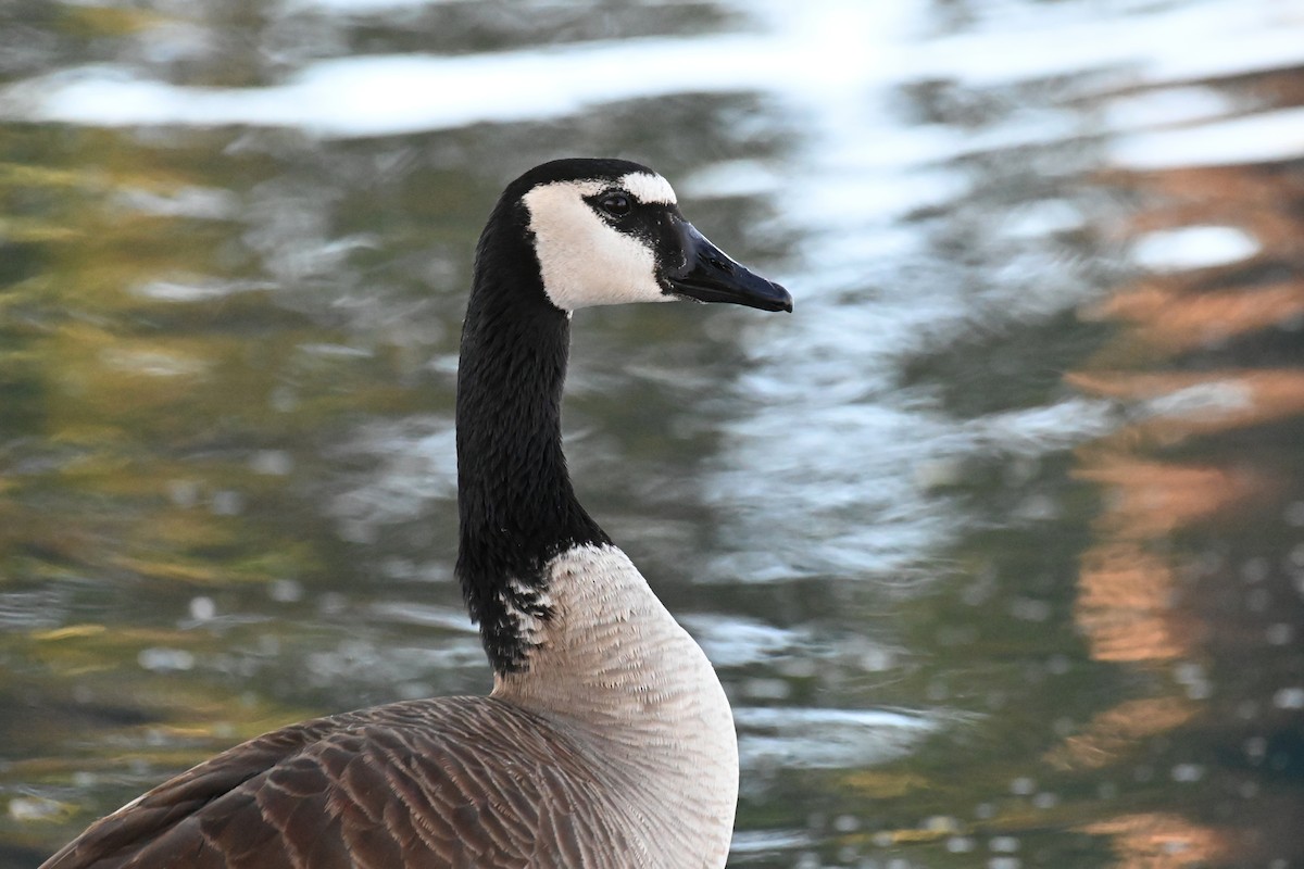 Казарка канадська (підвид moffitti/maxima) - ML646927413