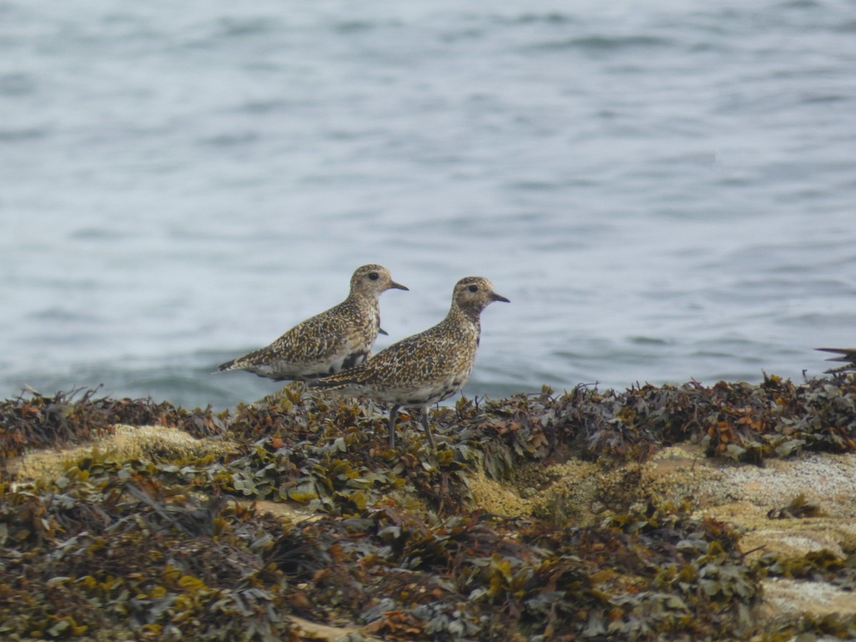 Сивка звичайна - ML646927416