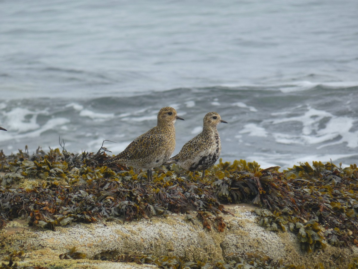 Сивка звичайна - ML646927417