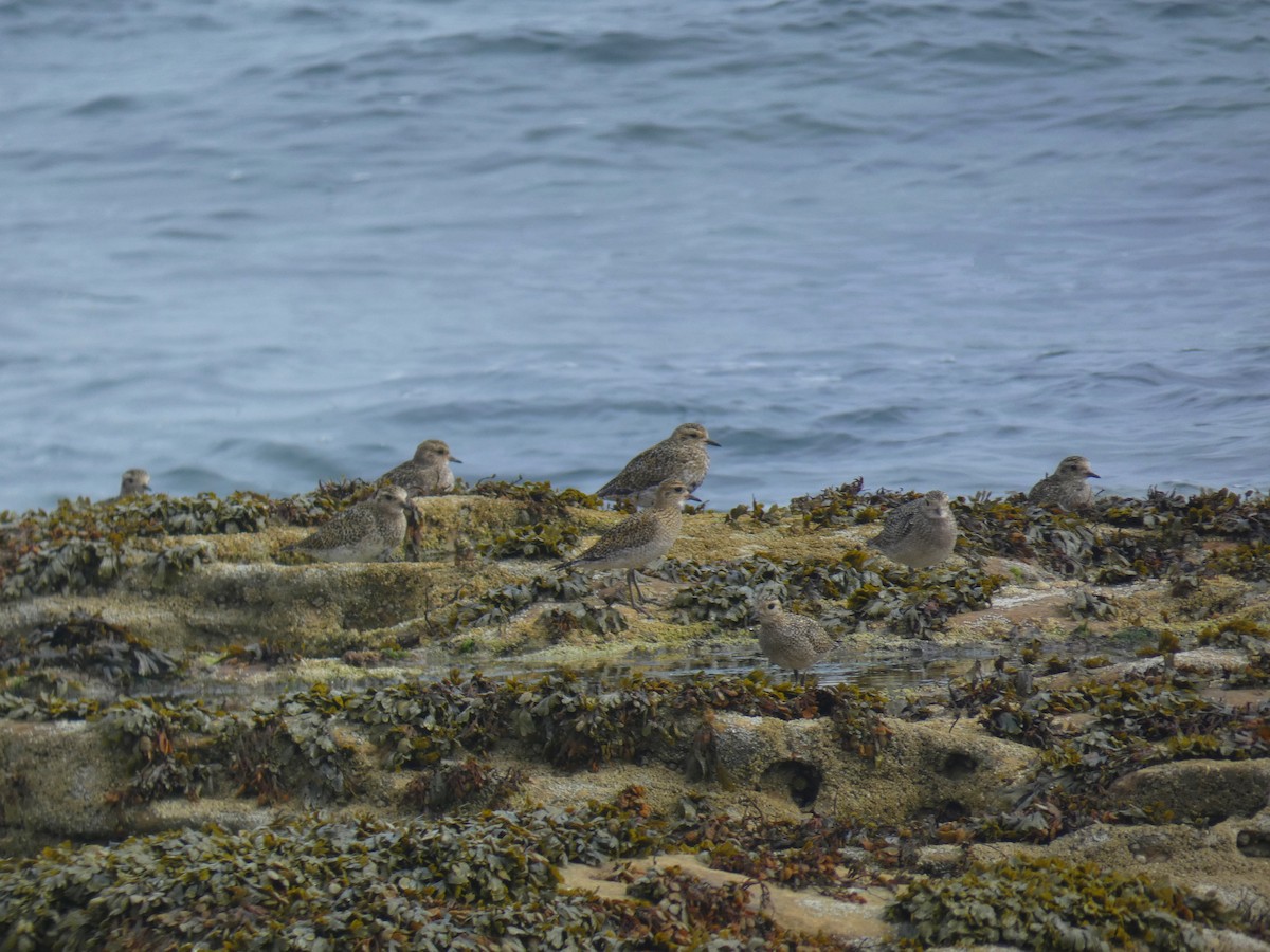 Сивка звичайна - ML646927418