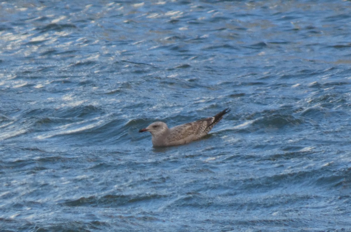 Gaviota Argéntea Americana - ML646927419