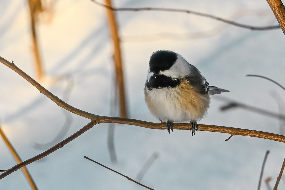 Black-capped Chickadee - ML646927421