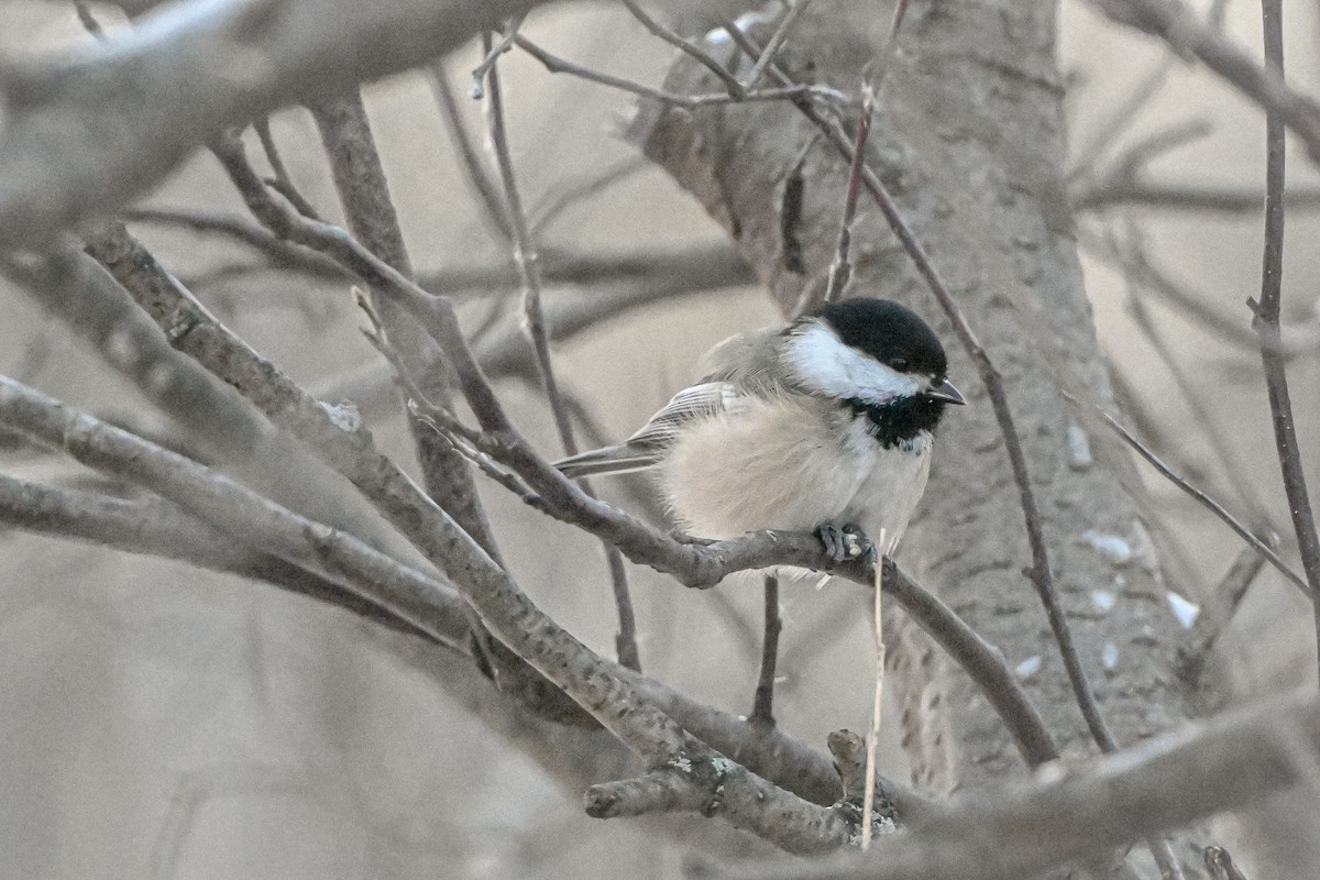 Black-capped Chickadee - ML646927422