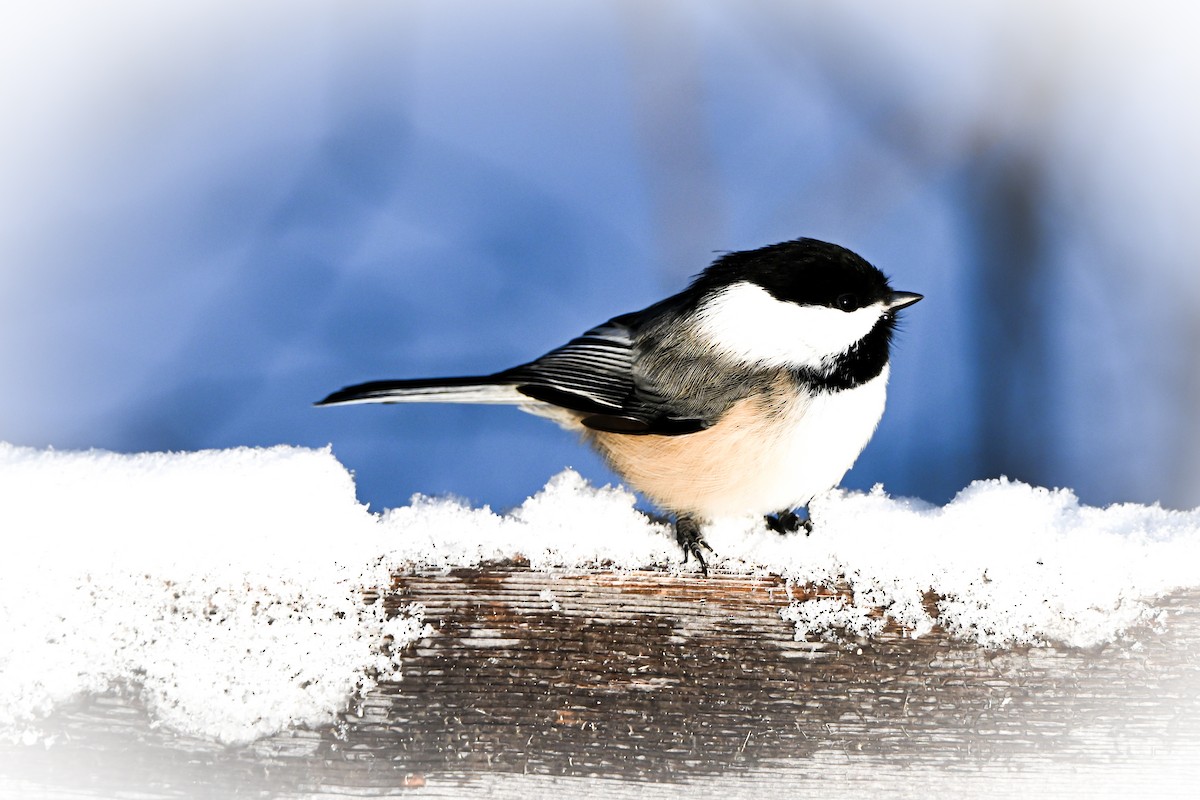 Black-capped Chickadee - ML646927423