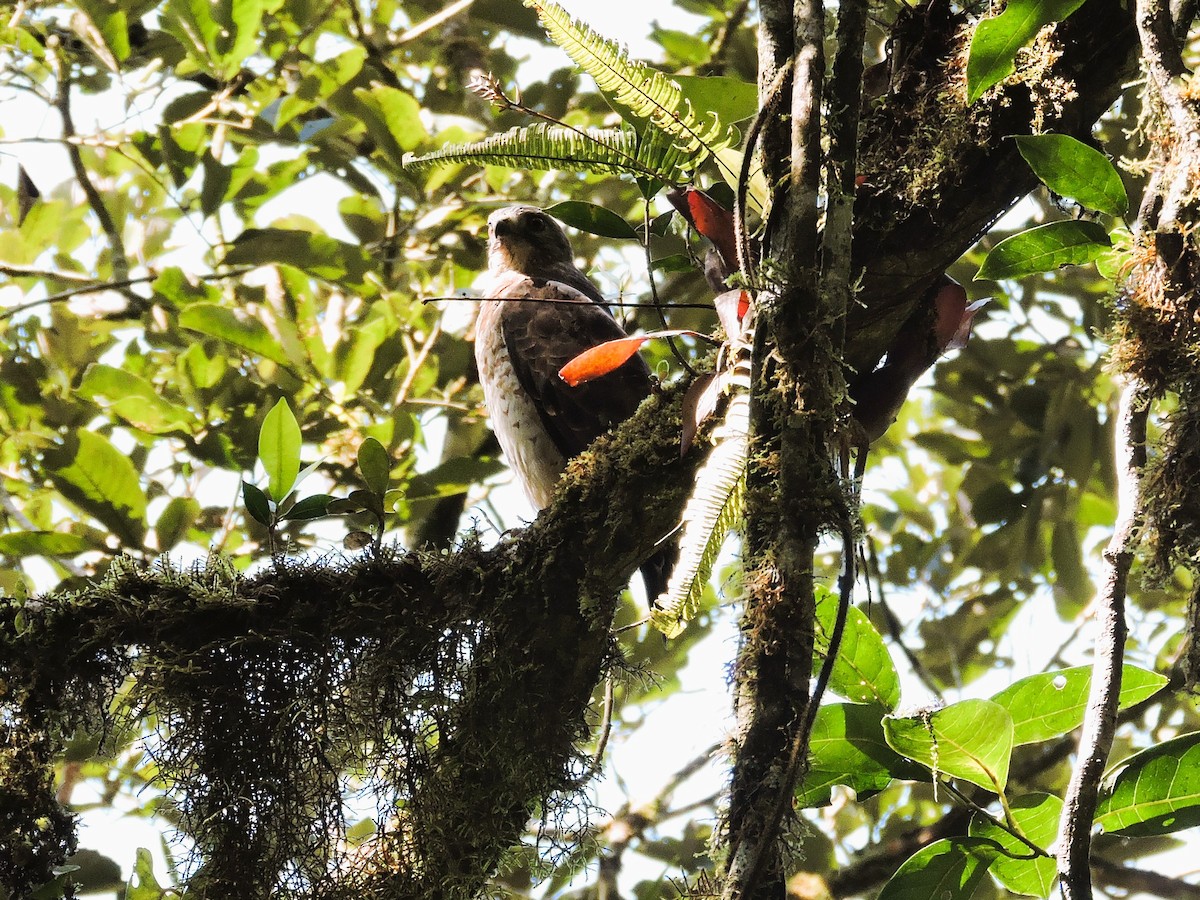 Broad-winged Hawk - ML646927438