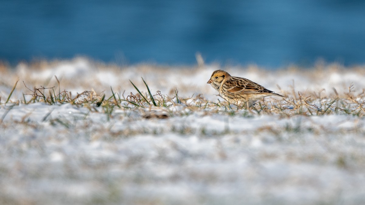 Spornammer - ML646927441