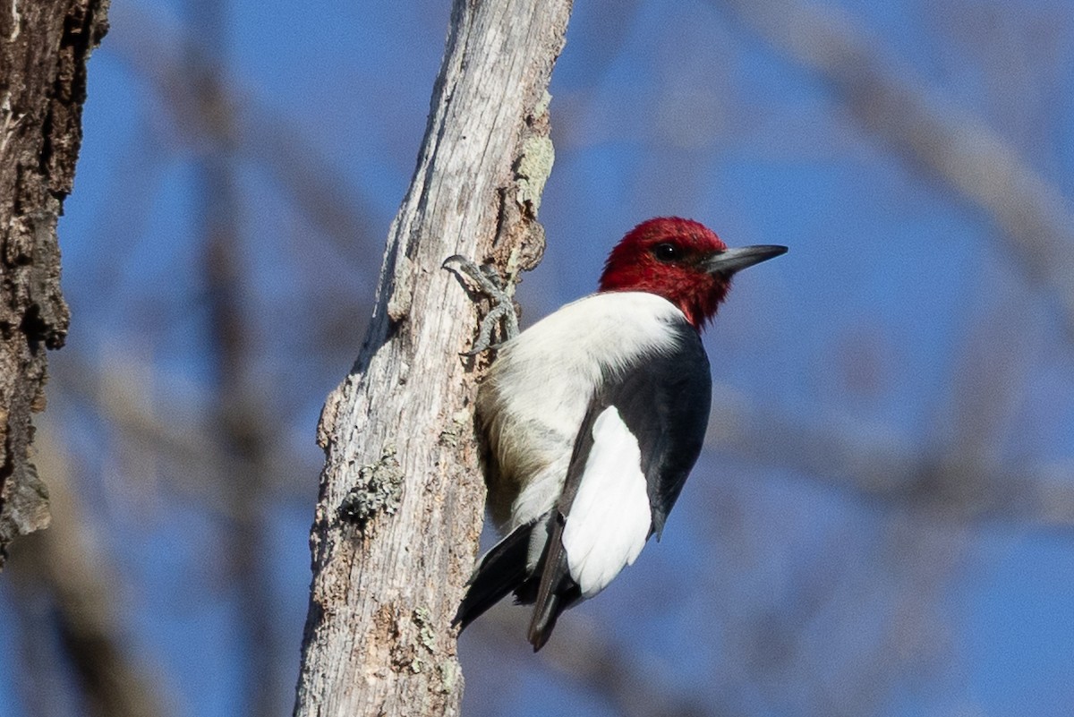 Red-headed Woodpecker - ML646927449