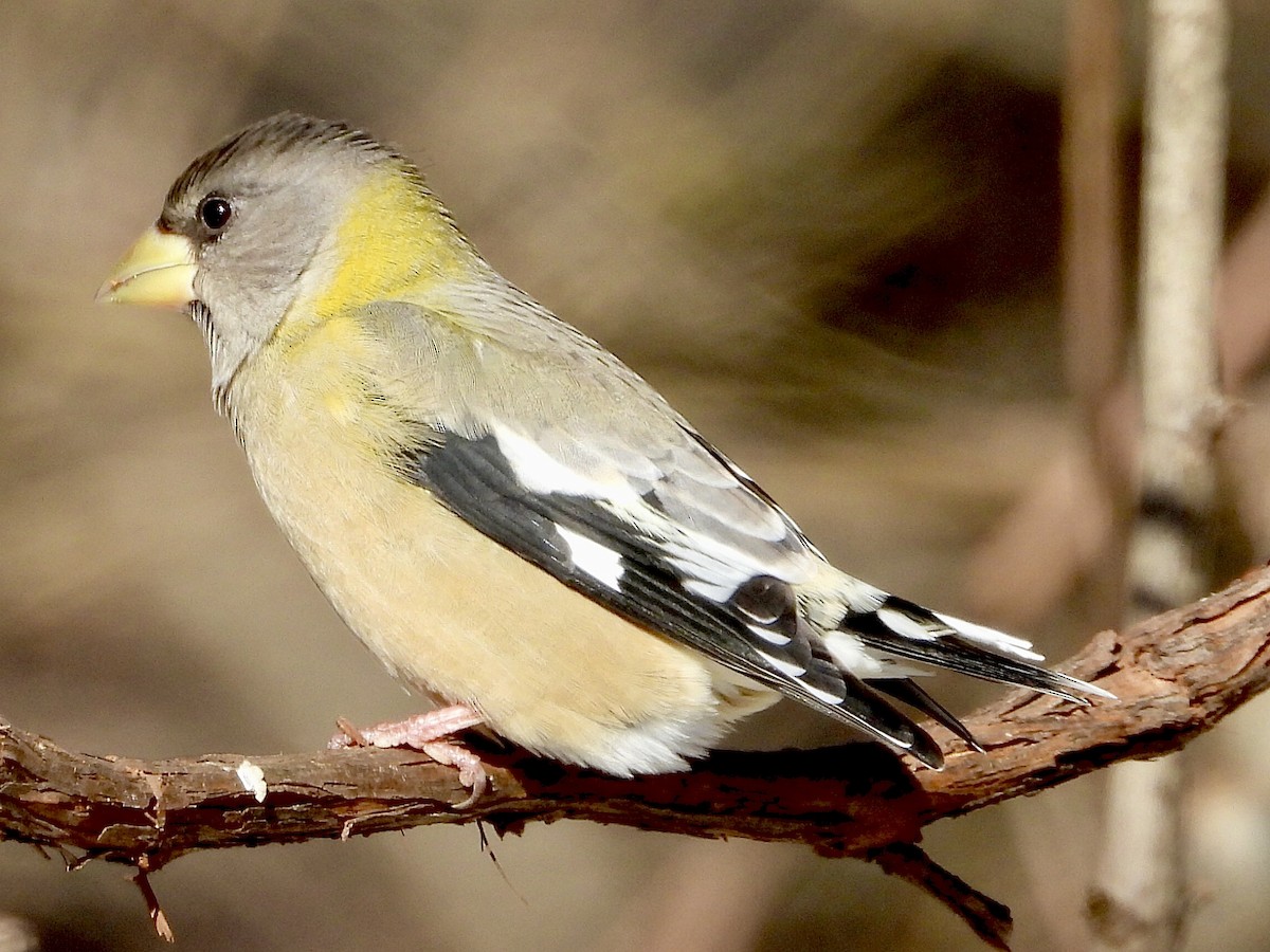 gulbrynkjernebiter - ML646927452