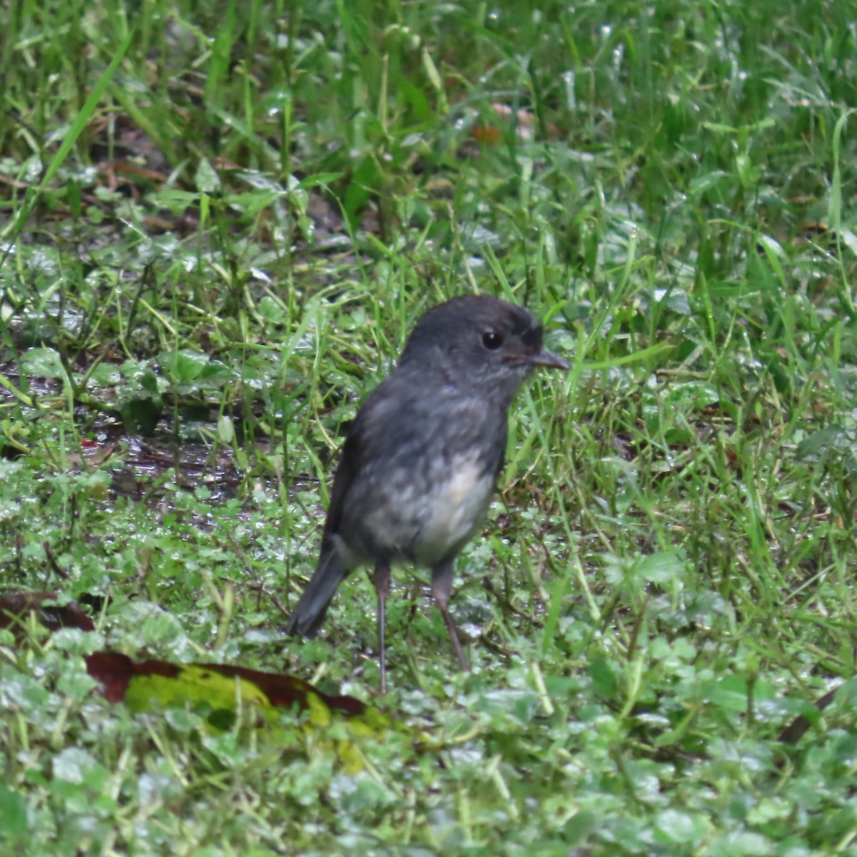 North Island Robin - ML646927453