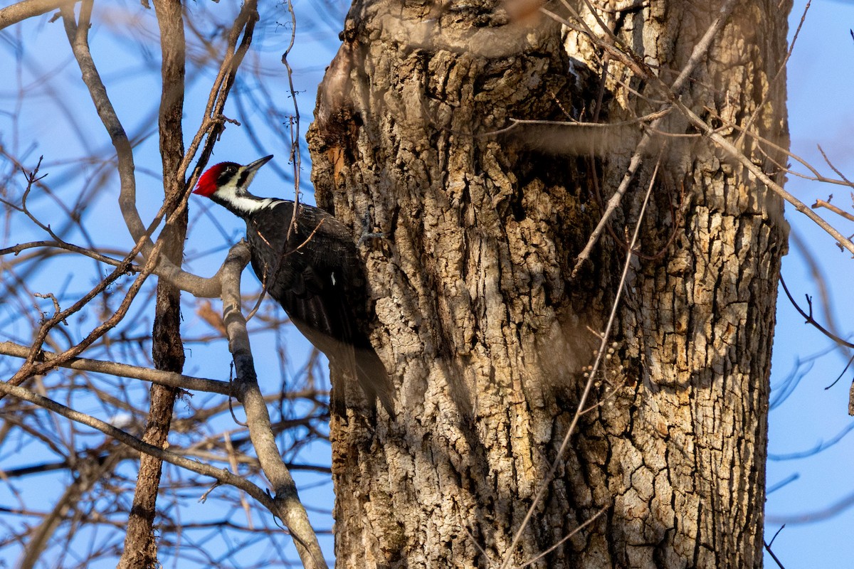 Grand Pic - ML646927457