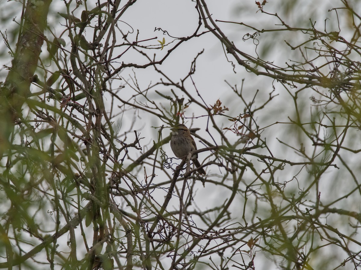 גיבתונית לבנת-גרון - ML646927462