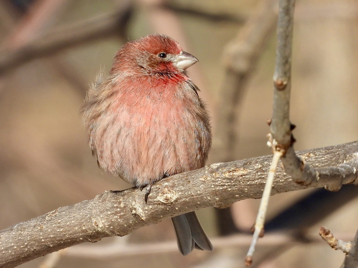 husrosenfink - ML646927463