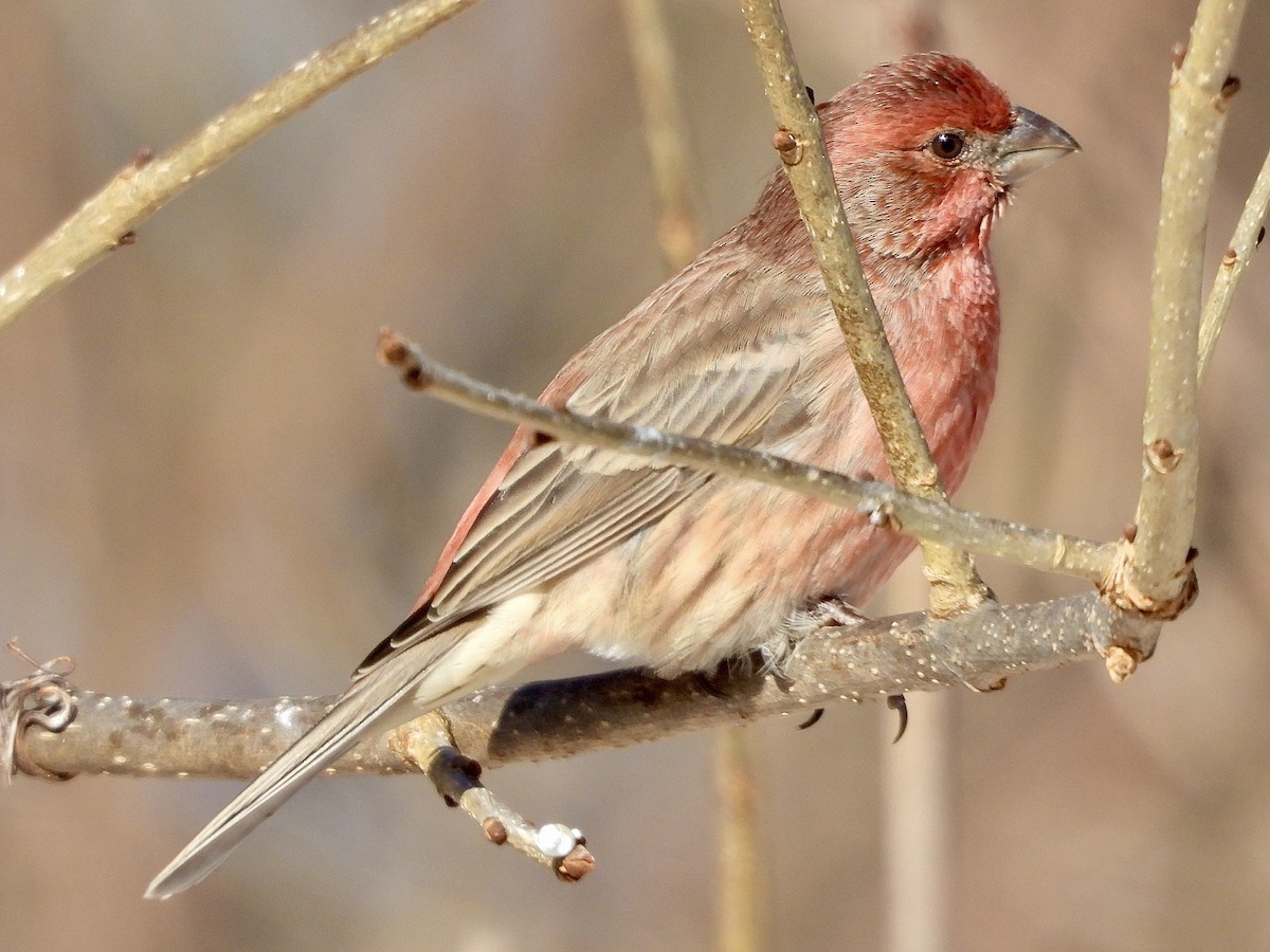 husrosenfink - ML646927464