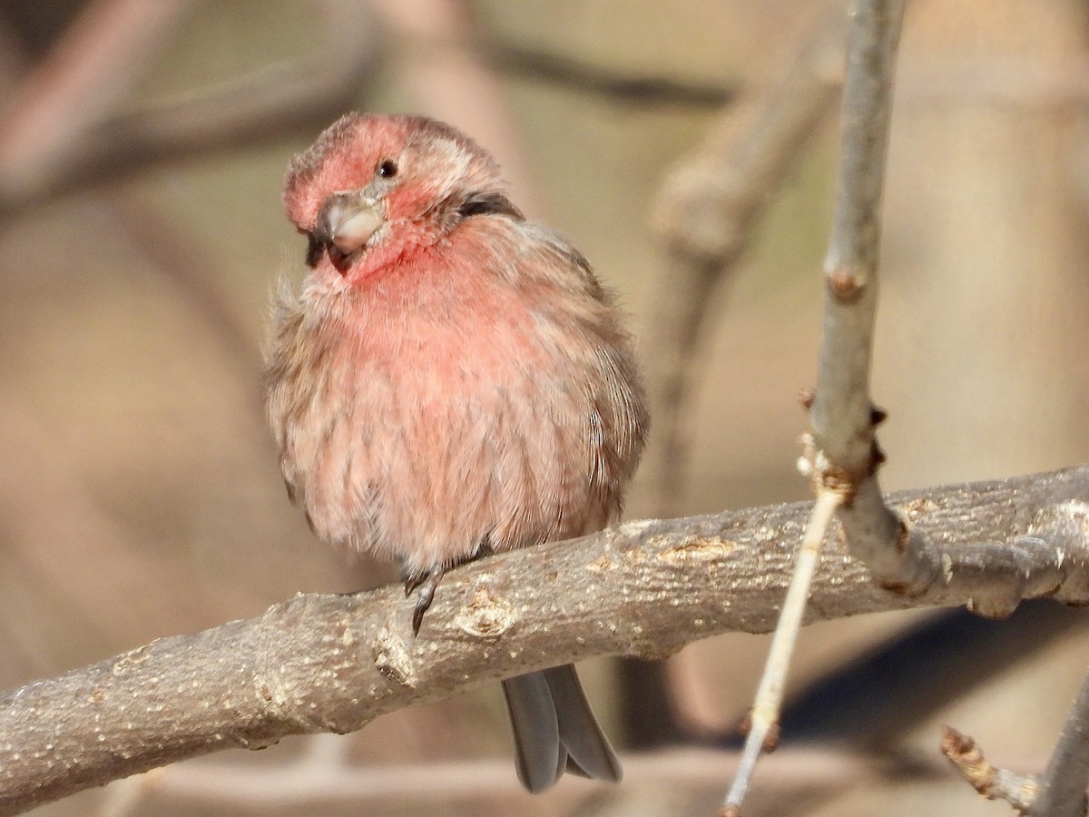 husrosenfink - ML646927465