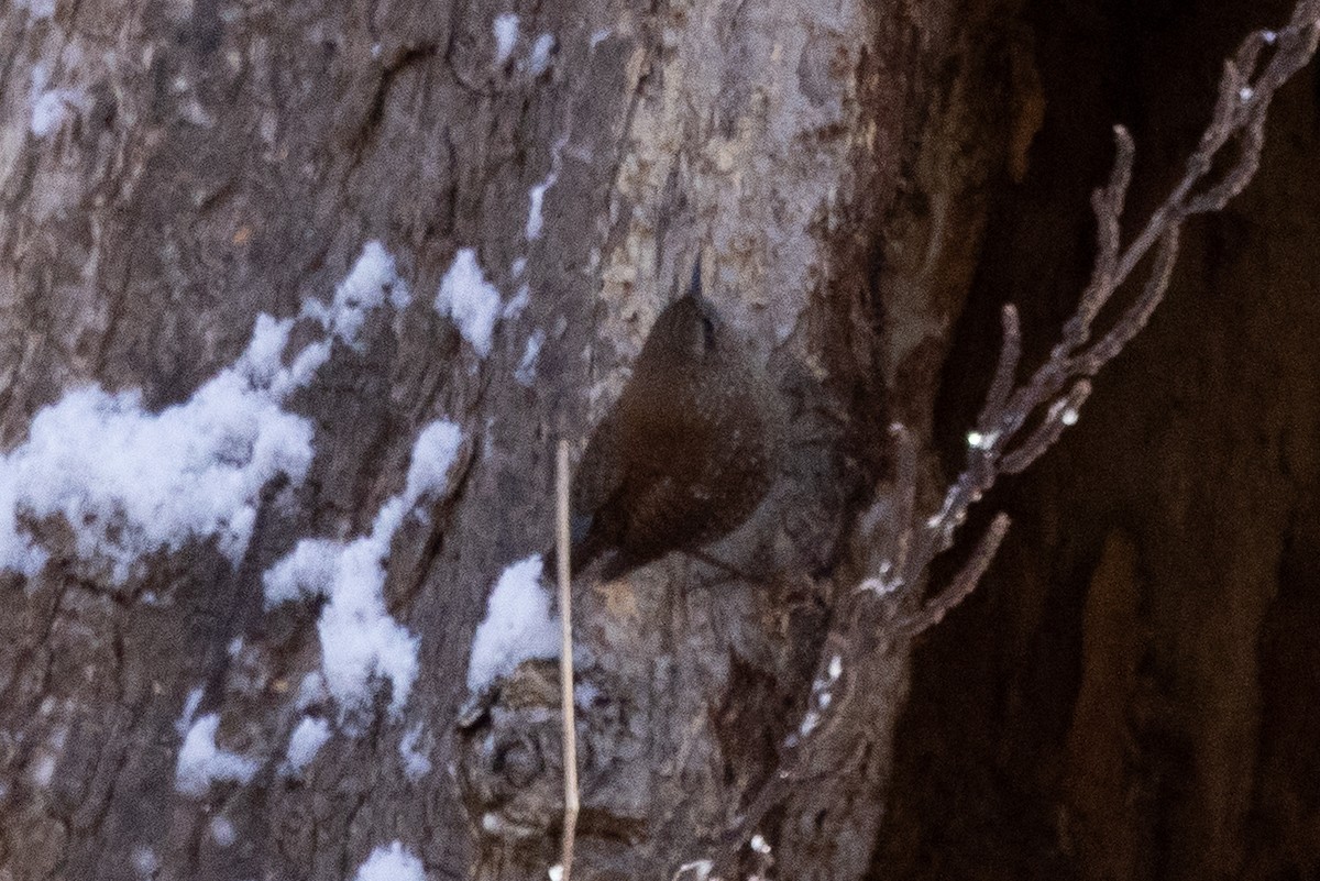 střízlík kanadský - ML646927474