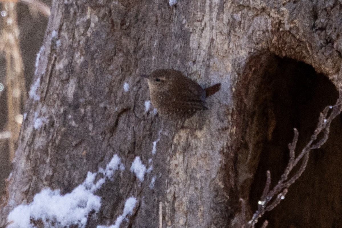 střízlík kanadský - ML646927475