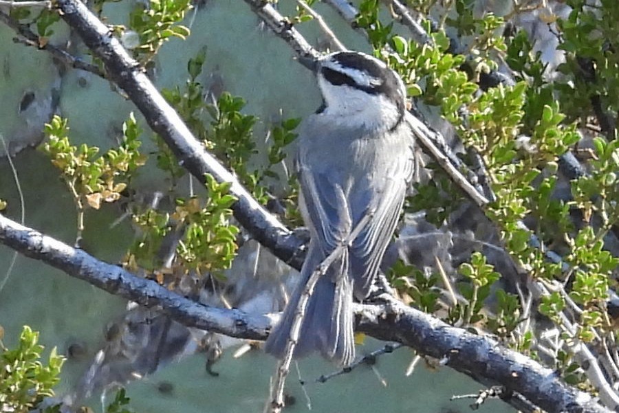 bergmeis - ML646927476