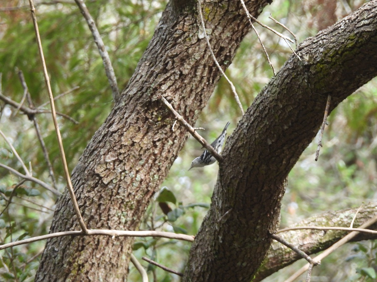 Black-and-white Warbler - ML646927481