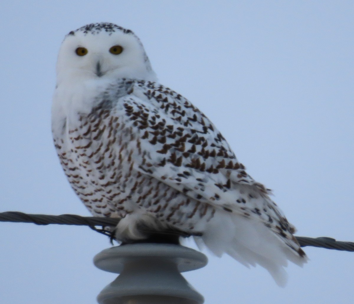 Snowy Owl - ML646927482