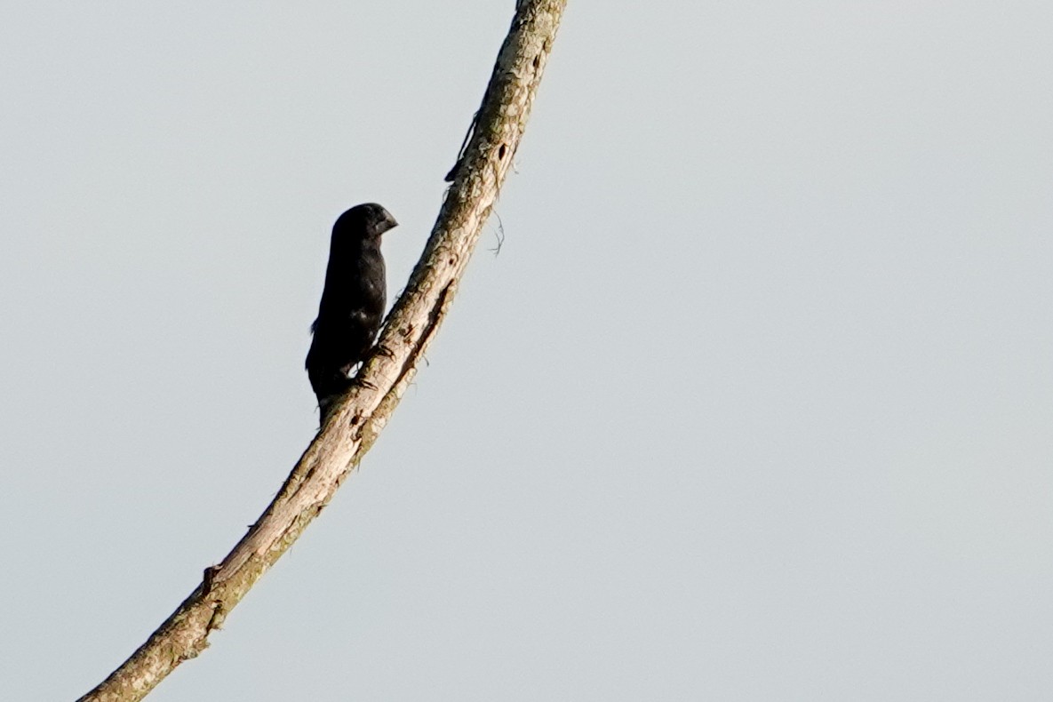 クロハシコメワリ - ML646927483