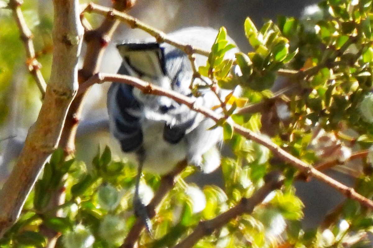 nordmyggsmett - ML646927488