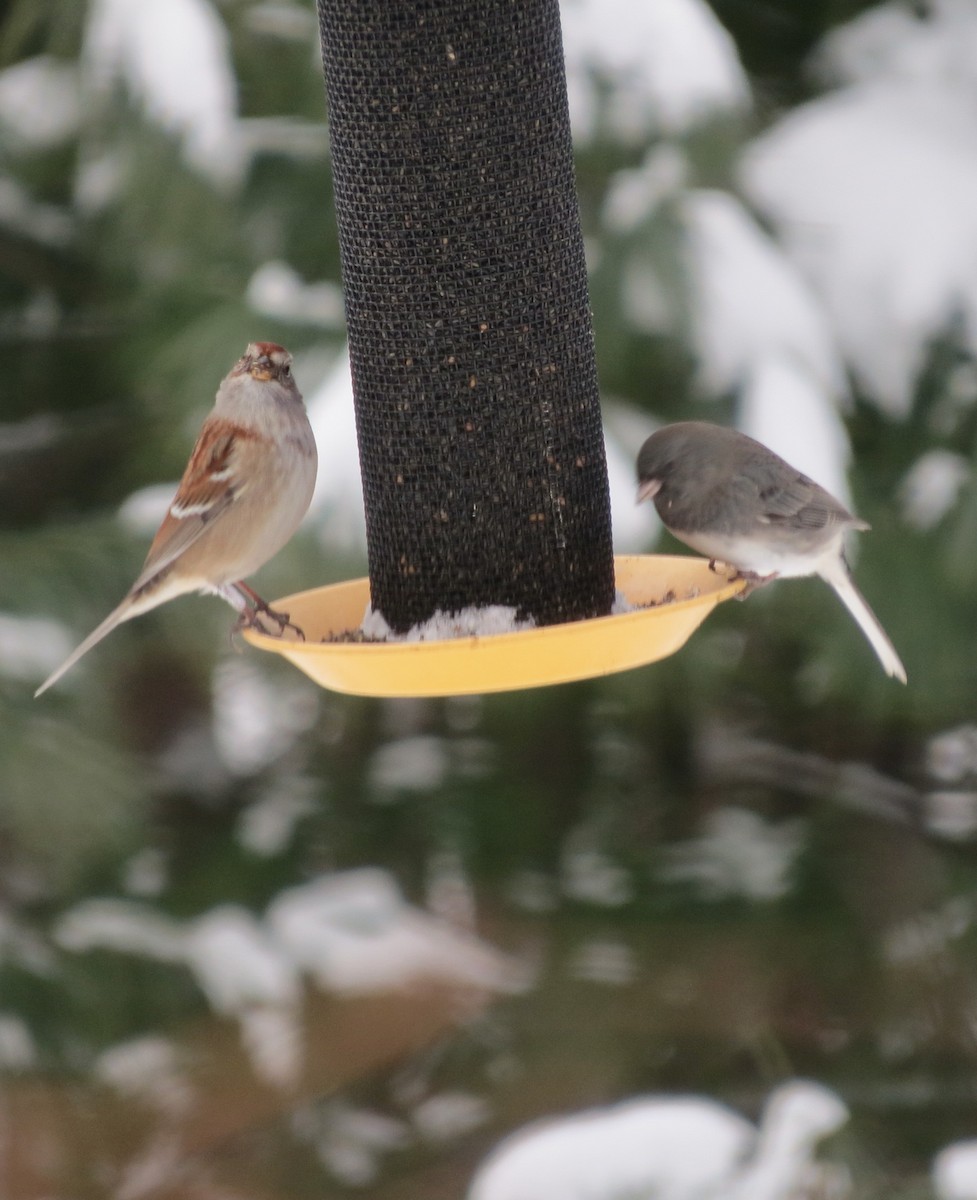 American Tree Sparrow - ML646927489