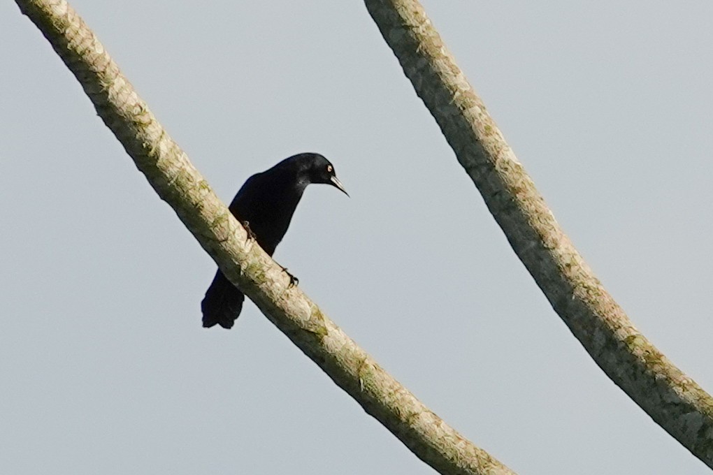 キンメハゴロモガラス - ML646927493