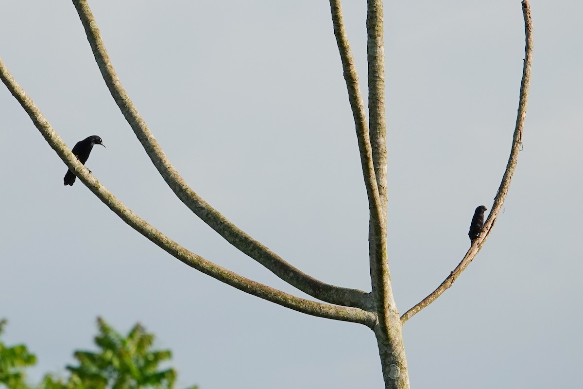 キンメハゴロモガラス - ML646927494