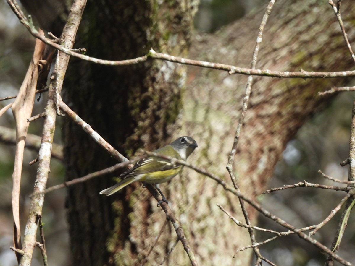 Blue-headed Vireo - ML646927518